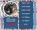 Small German Shepherd Dog Mix