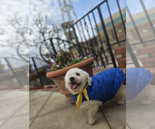 Medium Photo #2 Maltese-Unknown Mix Puppy For Sale in Greenville, SC, USA