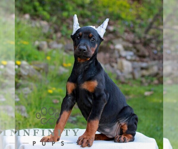 Medium Photo #1 Doberman Pinscher Puppy For Sale in NEWMANSTOWN, PA, USA