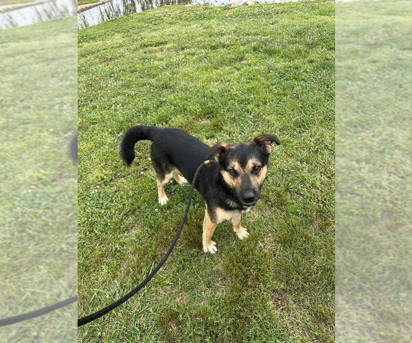 Medium Photo #6 Mutt Puppy For Sale in Evansville, IN, USA
