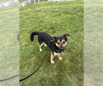 Small #5 Mutt