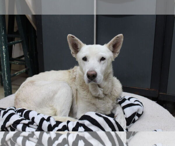 Medium Photo #1 Mutt Puppy For Sale in El Centro, CA, USA
