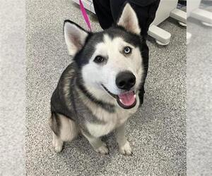 Siberian Husky-Unknown Mix Dogs for adoption in Palmetto, FL, USA