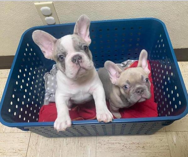 Medium Photo #1 French Bulldog Puppy For Sale in BAKERSVILLE, NC, USA