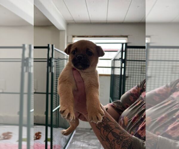 Medium Photo #1 Pug-Unknown Mix Puppy For Sale in Calgary, Alberta, Canada