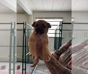 Pug-Unknown Mix Dogs for adoption in Calgary, Alberta, Canada