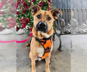 German Shepherd Dog-Unknown Mix Dogs for adoption in Woodland, CA, USA