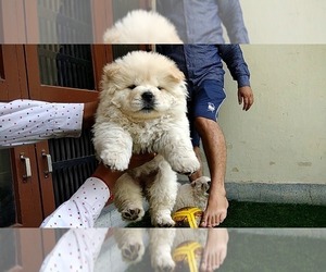Chow Chow Puppy for sale in SUISUN CITY, CA, USA