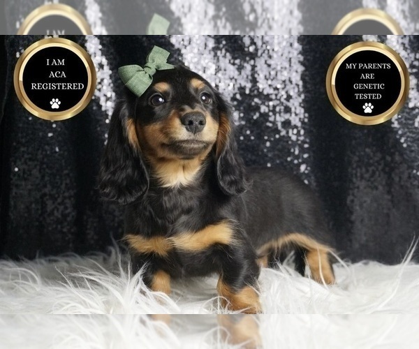 Medium Photo #7 Dachshund Puppy For Sale in WARSAW, IN, USA
