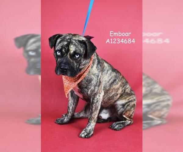 Medium Photo #1 Mutt Puppy For Sale in Bakersfield, CA, USA