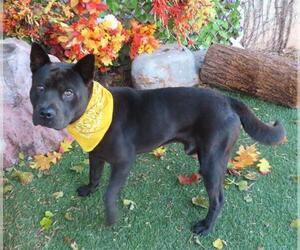 Chow Chow-Unknown Mix Dogs for adoption in Oklahoma City, OK, USA