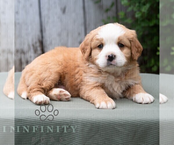 Medium Photo #6 Bernese Mountain Dog-Cavalier King Charles Spaniel Mix Puppy For Sale in RICHFIELD, PA, USA