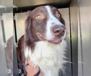 Border Collie-Unknown Mix Dogs for adoption in San Antonio, TX, USA