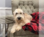 Small #3 Soft Coated Wheaten Terrier