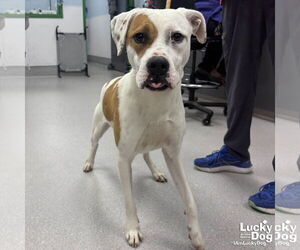 Boxer-Unknown Mix Dogs for adoption in Washington, DC, USA