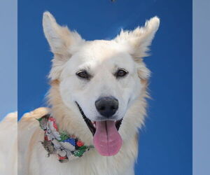 German Shepherd Dog Dogs for adoption in Pasadena, CA, USA