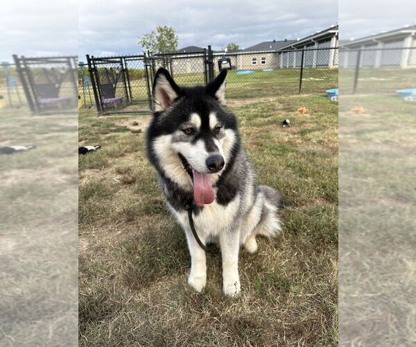 Medium Photo #3 - Mix Puppy For Sale in Evansville, IN, USA