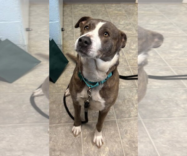 Medium Photo #5 Mutt Puppy For Sale in Rustburg, VA, USA