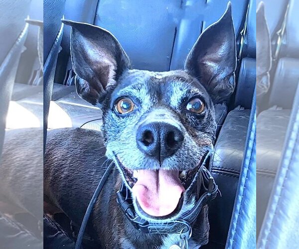 Medium Photo #3 Chihuahua-Unknown Mix Puppy For Sale in  Ramona, CA, USA