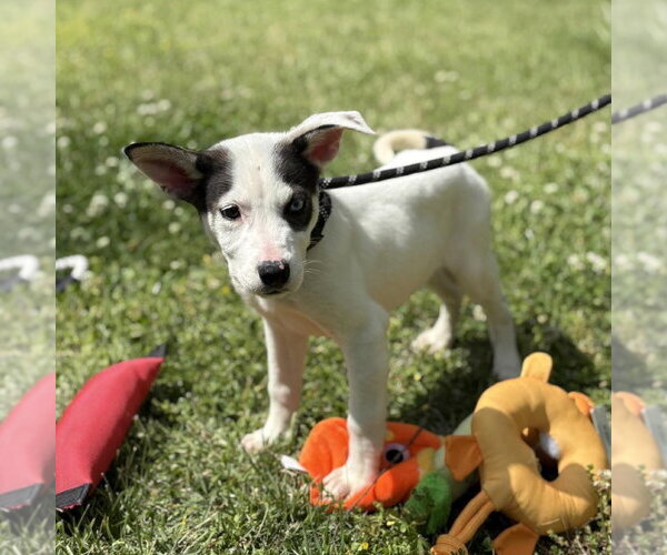 Medium Photo #2 Mutt Puppy For Sale in Yardley, PA, USA