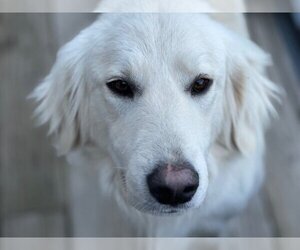 Golden Retriever Dogs for adoption in Okolona, MS, USA