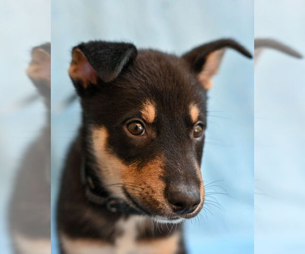 Medium Photo #3 Mutt Puppy For Sale in Gloversville, NY, USA