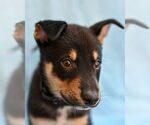 Small #2 Mutt