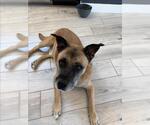Small #3 German Shepherd Dog Mix