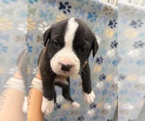 Labrador Retriever-Unknown Mix Dogs for adoption in Rosenberg, TX, USA