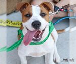 Small #2 Boxer Mix
