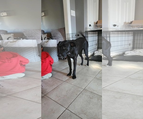 Medium Photo #6 American Pit Bull Terrier-Labrador Retriever Mix Puppy For Sale in Holly Springs, NC, USA