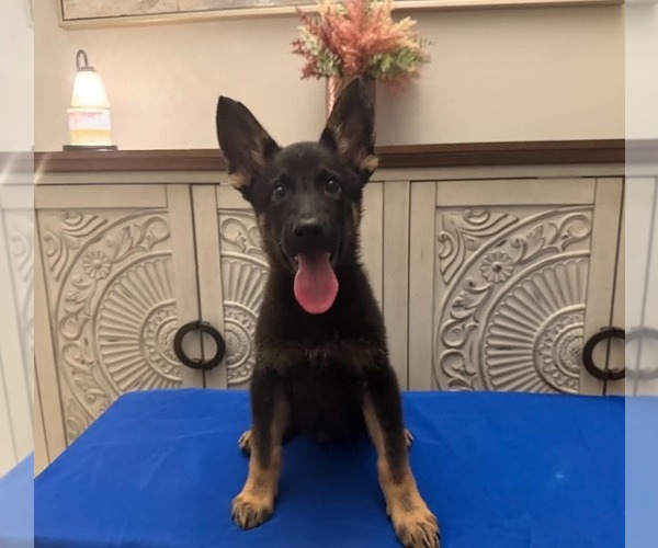 Medium Photo #1 German Shepherd Dog-Unknown Mix Puppy For Sale in Aurora, IN, USA