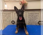 Small German Shepherd Dog Mix