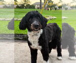 Small #1 Australian Shepherd Mix
