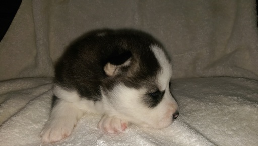 Medium Photo #1 Siberian Husky Puppy For Sale in ELLENDALE, MN, USA