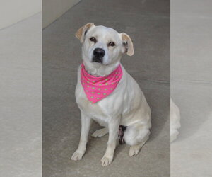 Labrador Retriever-Unknown Mix Dogs for adoption in McKinney, TX, USA