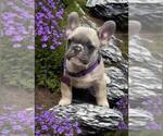 Puppy Purple collar Great Dane