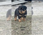 Puppy White male Rottweiler