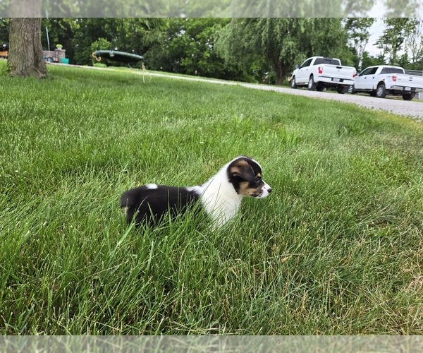 Medium Photo #6 American Corgi Puppy For Sale in CARLYLE, IL, USA