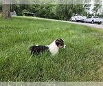Small #5 American Corgi
