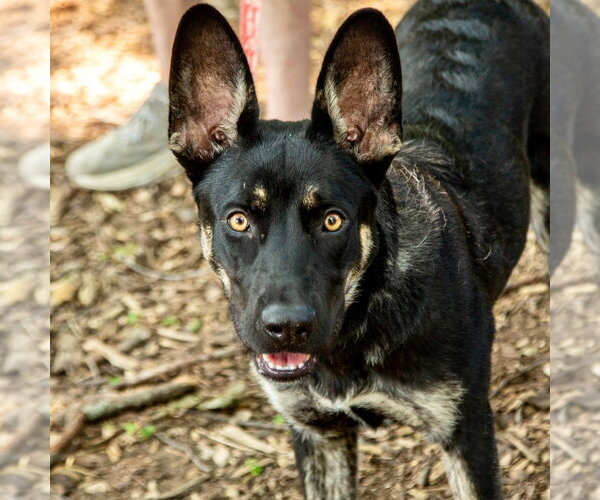 Medium Photo #3 Australian Kelpie-German Shepherd Dog Mix Puppy For Sale in Canton, CT, USA