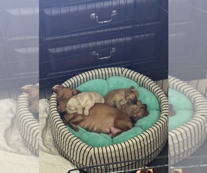 Dachshund Puppy for Sale in MECHANICSVILLE, Virginia USA