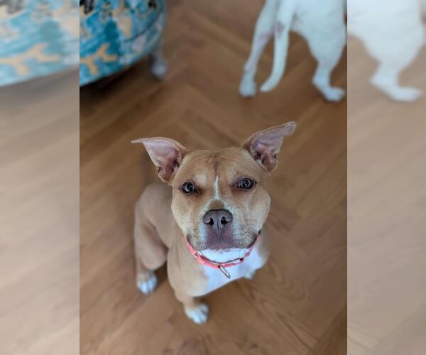 Medium Photo #1 Mutt Puppy For Sale in Brewster, NY, USA