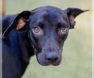 Labrador Retriever-Unknown Mix Dogs for adoption in Canton, CT, USA