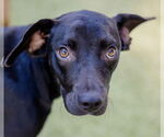 Small Labrador Retriever Mix