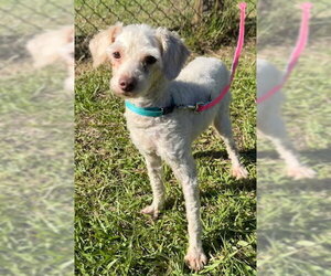 Baxter - Male Mutt Dog for Adoption