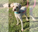 Baxter - Male Mutt Dog for Adoption - Small photo