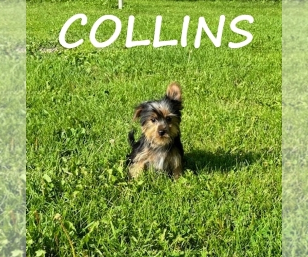 Medium Photo #3 YorkiePoo Puppy For Sale in HARTLAND, MN, USA