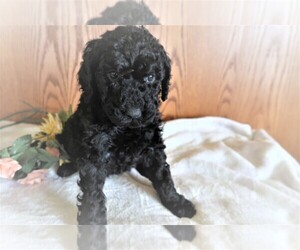 Poodle (Standard) Puppy for sale in SPRINGFIELD, IL, USA