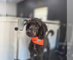 Small Photo #3 Goldendoodle Puppy For Sale in Oakhurst, NJ, USA